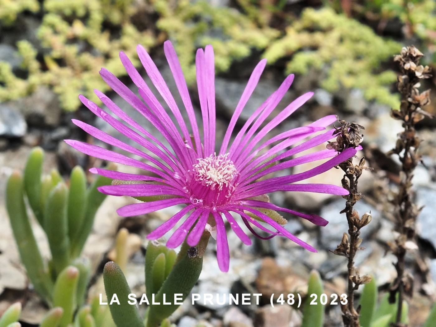 Ice plant, Coopers flower